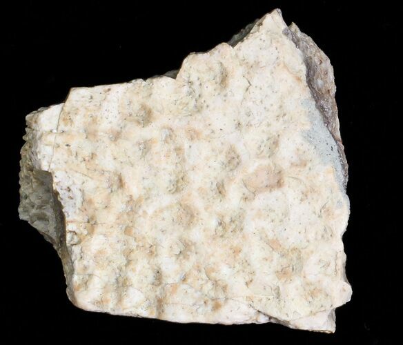 Fossil Turtle Shell Section - Montana #71235